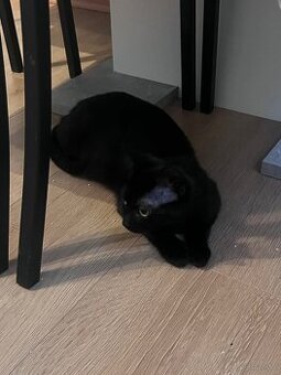 Europäische Kurzhaar Katze