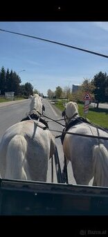 Kladruber horse