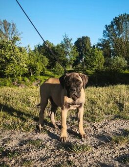 Bulmastif s PP/ Bullmastif/ Bulmastiff - 1