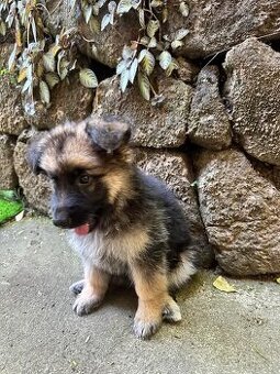 Deutscher Schäferhund