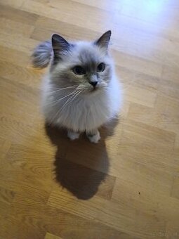 Ragdoll Katze