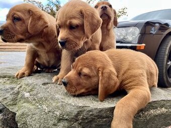 WhatsApp +4915510295604 Fuchsroter Labradorwelpe verfügbar