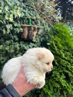 WhatsApp +4915510295604 Pomeranian Zwergspitz Hündin Welpe v