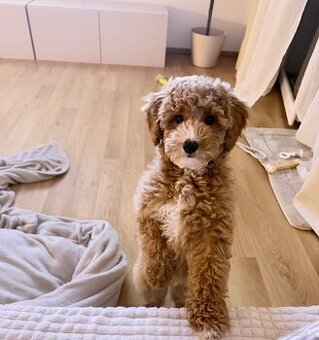 Reinrassige Toypudel-Hündin sucht liebevolles Zuhause