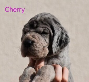 Deutche dogge