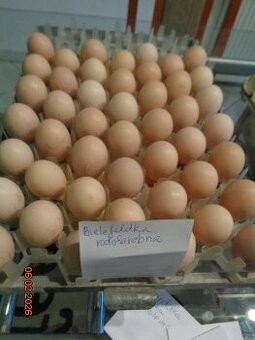 Bruteier Bielefelder kennfarbig