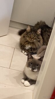 Katzen zu vergeben