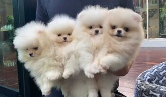 WhatsApp +4915510295604 Tiny little bear mini pomeranian ver
