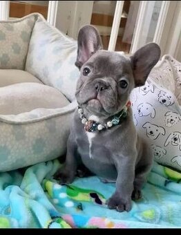 Süße Französische Bulldoggenwelpen jetzt zu verkaufen