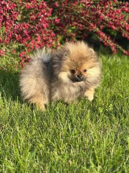 WhatsApp +4915510295604 Pomeranian Zwergspitz verfügbar