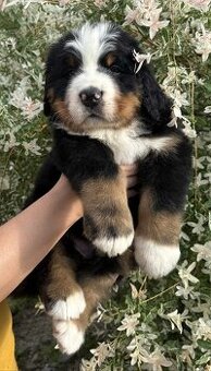 WhatsApp +4915510295604 Berner Sennenhund verfügbar