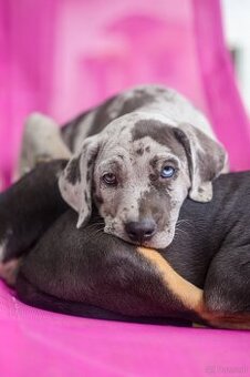 Louisian catahoula hund