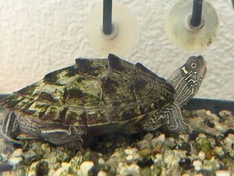 Höckerschildkröten (Graptemys)