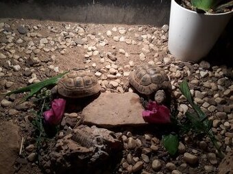 Tunesische Landschildkröten