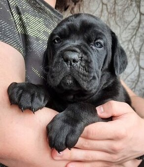 WhatsApp +4915510295604 Cane Corso schwarze Hündin verfügbar