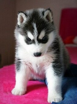 Wunderschöne Siberian Husky Welpen (Rüde und Hündin) zu verm