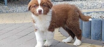 WhatsApp +4915510295604 Zweifarbiger Australian Shepherd ver