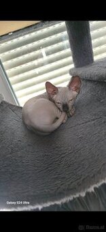 Sphynx babys