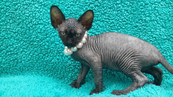 Sphynx-Kätzchen zu verkaufen
