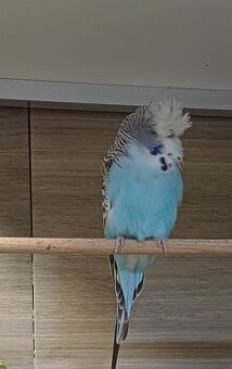 Standard wellensittiche