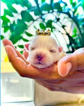 Teacup Malteserwelpen - 1