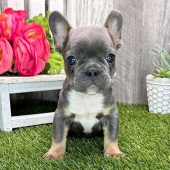 Französische Bulldoggenwelpen zur Adoption.