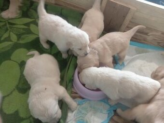 WhatsApp +4915510295604 Golden Retriever Welpe verfügbar