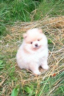 WhatsApp +4915510295604 Miniatur-Pomeranian-Puppe verfügbar
