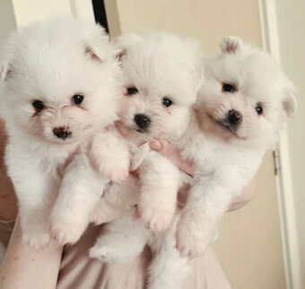 Pomeranian-Welpen abzugeben
