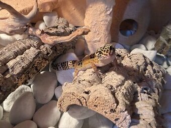 Leopardengeckos