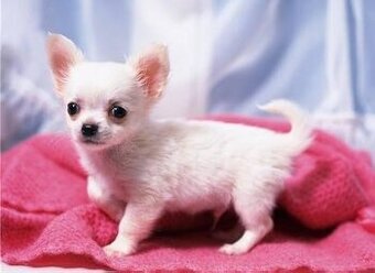 Chihuahua-Welpen (männlich und weiblich).