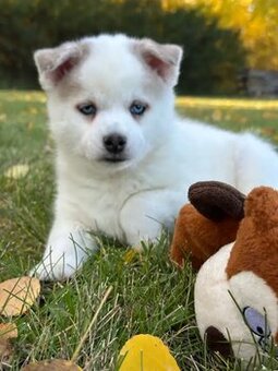 Pomsky-Welpen