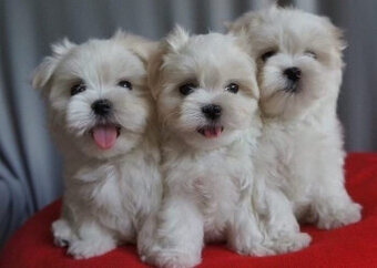 Mini Malteser Welpen