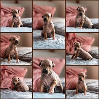 Welpen des Amerikanischen Nacktterriers