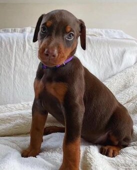 Dobermannwelpen (Rüden und Hündinnen).