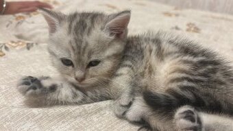 BKH Kitten Reinrassig Männlich