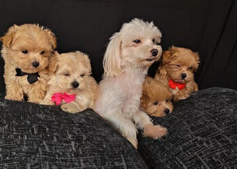 Maltipoo-Welpen