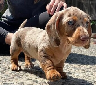 Dackelwelpen (männlich und weiblich).