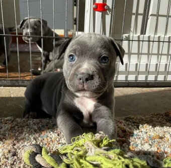American Pit-Terrier-Welpen