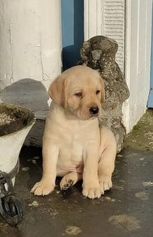 Labradorwelpen (Rüden und Hündinnen).