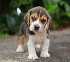 Beagle-Welpen (Rüden und Hündinnen).