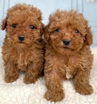 Pudelwelpen (männlich und weiblich).