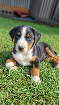 Appenzeller Sennenhund - FCI-Welpen