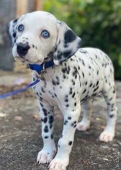 Dalmatinerwelpen (Rüden und Hündinnen).