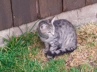 Junge Katze