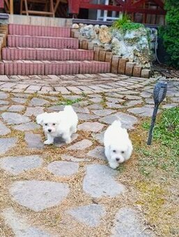 Malteser Babys