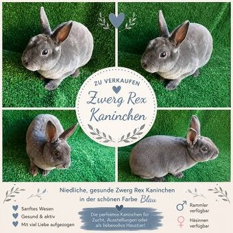 Zwerg-Rex Kaninchen blau, Zwergkaninchen Rex blau - 1