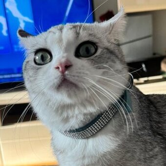 Britisch Kurzhaarkatze silver