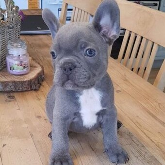Französische Bulldoggenwelpen (Rüde und Hündin)