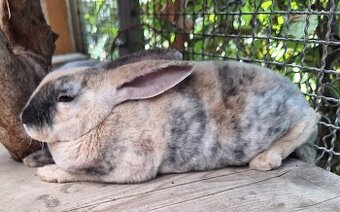 Mucki sucht tollen Lebensplatz